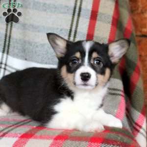 Marilyn, Pembroke Welsh Corgi Puppy