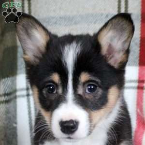 Marilyn, Pembroke Welsh Corgi Puppy