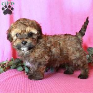 Marina, Havapoo Puppy