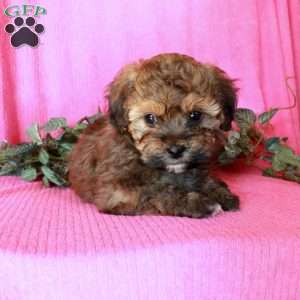 Marina, Havapoo Puppy