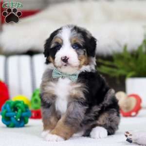 Mario, Mini Bernedoodle Puppy