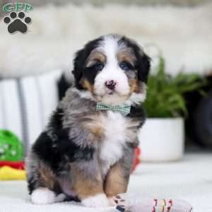 Mario, Mini Bernedoodle Puppy