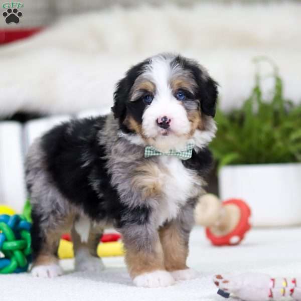 Mario, Mini Bernedoodle Puppy