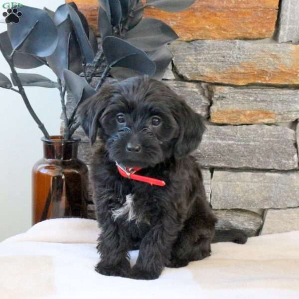 Marley, Yorkie Mix Puppy