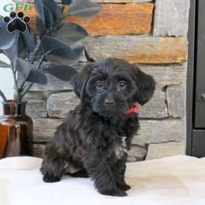 Marley, Yorkie Mix Puppy