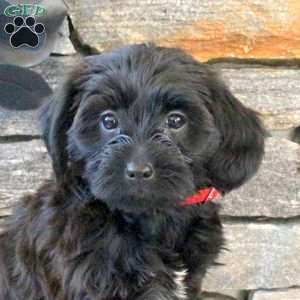 Marley, Yorkie Mix Puppy