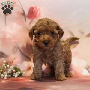 Marley, Toy Poodle Puppy