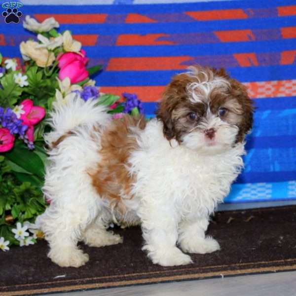 Marlin, Shih-Poo Puppy