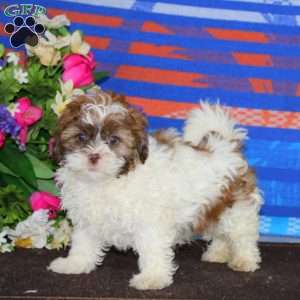 Marlin, Shih-Poo Puppy