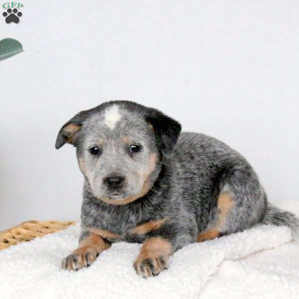Marly, Blue Heeler – Australian Cattle Dog Puppy