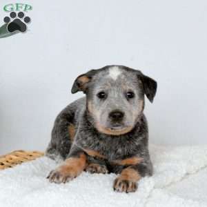 Marly, Blue Heeler – Australian Cattle Dog Puppy