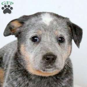 Marly, Blue Heeler – Australian Cattle Dog Puppy