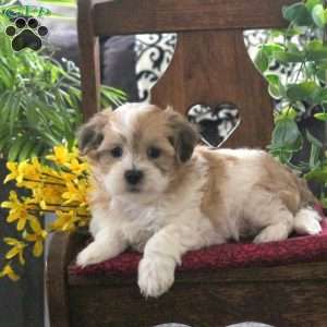 Marnie, Teddy Bear Puppy