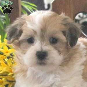 Marnie, Teddy Bear Puppy