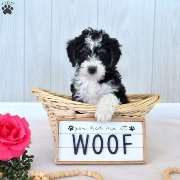 Marshall, Mini Bernedoodle Puppy