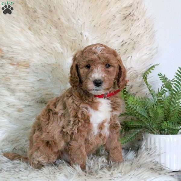 Marshall, Mini Labradoodle Puppy