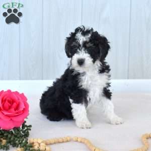 Marshall, Mini Bernedoodle Puppy