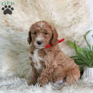 Marshall, Mini Labradoodle Puppy