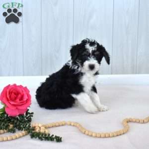 Marshall, Mini Bernedoodle Puppy