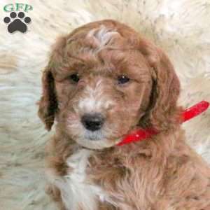 Marshall, Mini Labradoodle Puppy