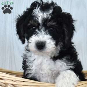 Marshall, Mini Bernedoodle Puppy