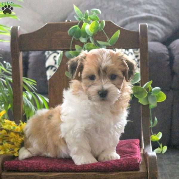 Marvel, Teddy Bear Puppy