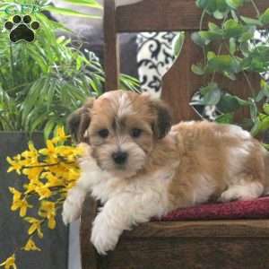 Marvel, Teddy Bear Puppy