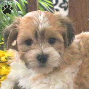 Marvel, Teddy Bear Puppy