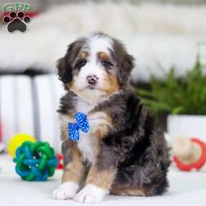 Mason, Mini Bernedoodle Puppy