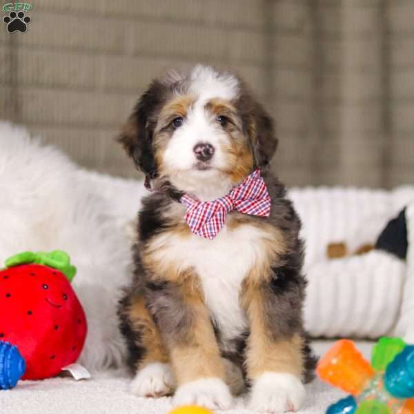 Mason, Mini Bernedoodle Puppy