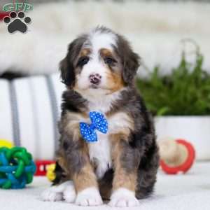 Mason, Mini Bernedoodle Puppy