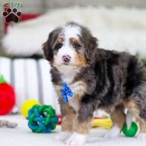 Mason, Mini Bernedoodle Puppy