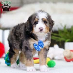 Mason, Mini Bernedoodle Puppy
