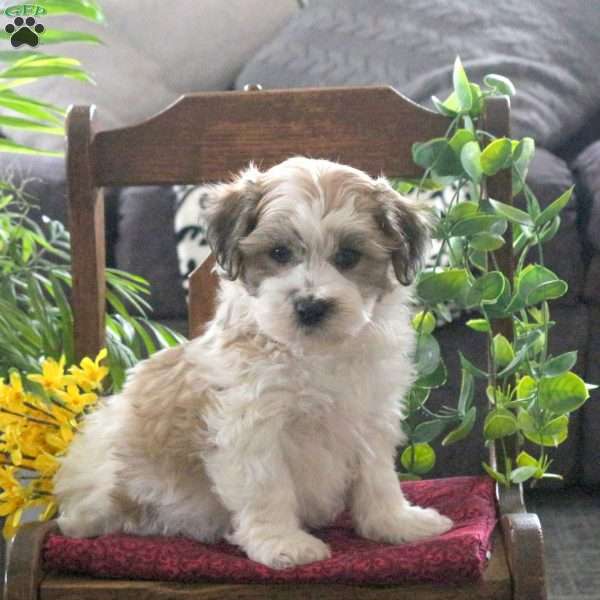 Mason, Teddy Bear Puppy