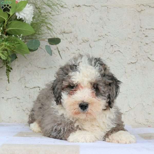 Mason, Bernedoodle Puppy