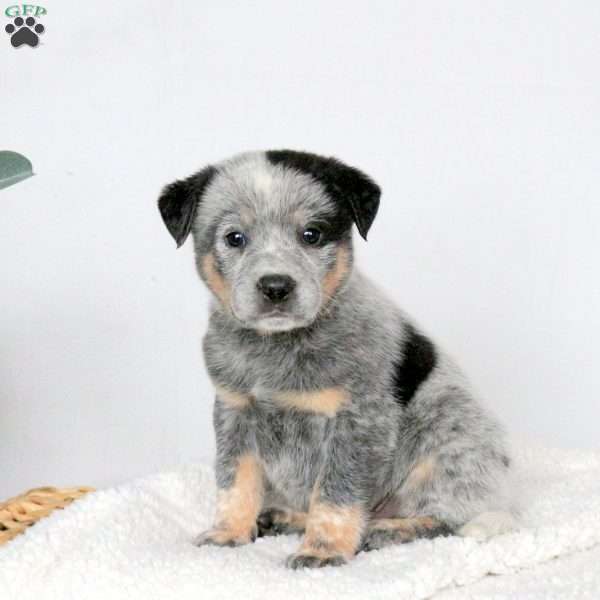 Mason, Blue Heeler – Australian Cattle Dog Puppy