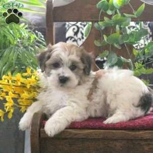 Mason, Teddy Bear Puppy