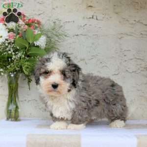 Mason, Bernedoodle Puppy