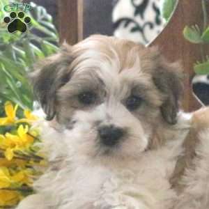 Mason, Teddy Bear Puppy