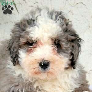 Mason, Bernedoodle Puppy