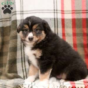 Mateo, Miniature Australian Shepherd Puppy