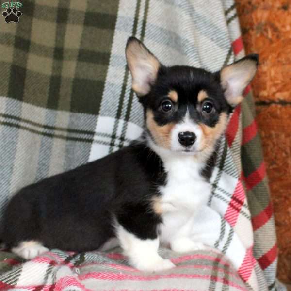 Maura, Pembroke Welsh Corgi Puppy