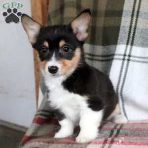 Maura, Pembroke Welsh Corgi Puppy