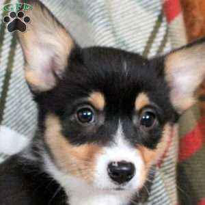 Maura, Pembroke Welsh Corgi Puppy