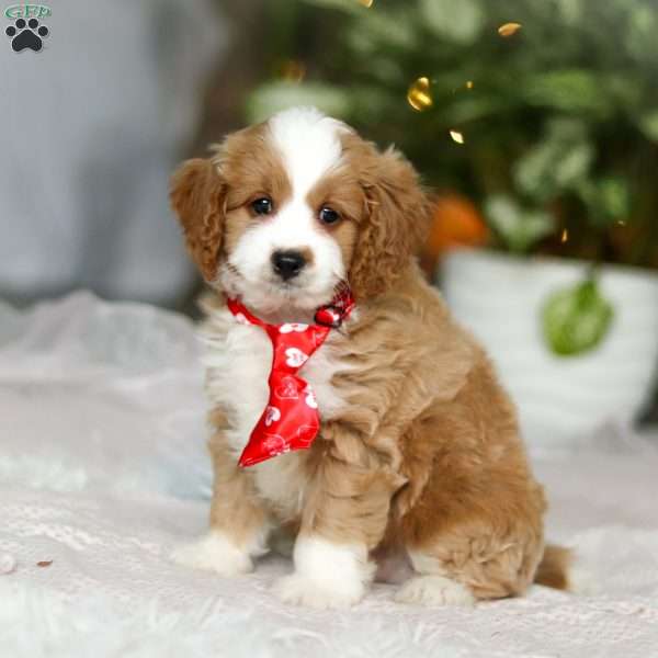 Maverick, Cavapoo Puppy