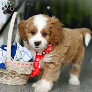 Maverick, Cavapoo Puppy