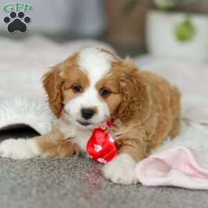Maverick, Cavapoo Puppy
