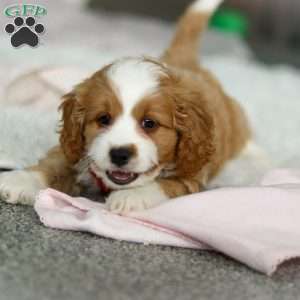 Maverick, Cavapoo Puppy