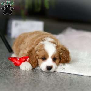 Maverick, Cavapoo Puppy