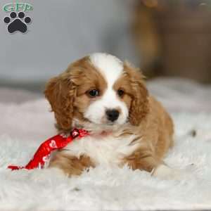 Maverick, Cavapoo Puppy